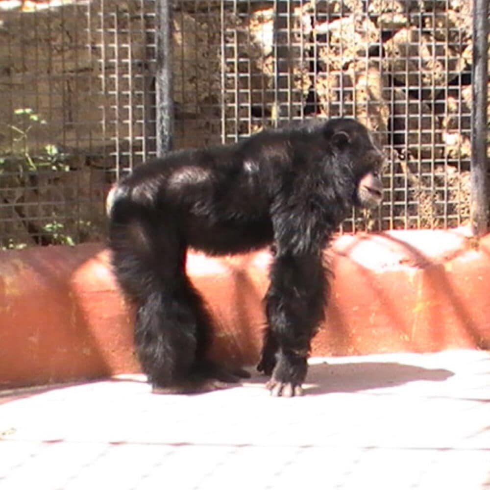 Chimpanzee standing near wall.