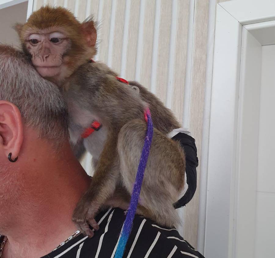 Young Barbary macaque at man's shoulder, wearing a diaper and a harnass.
