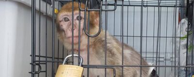 Barbary macaque in a transport carrier