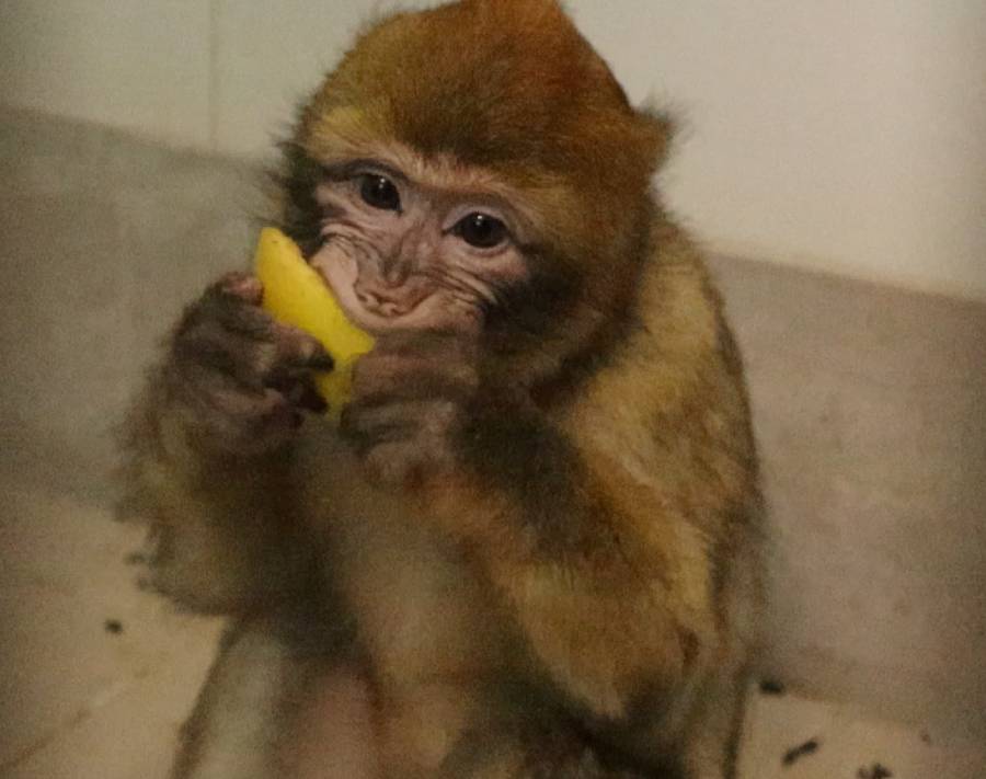 Young Barbary macaque eating.