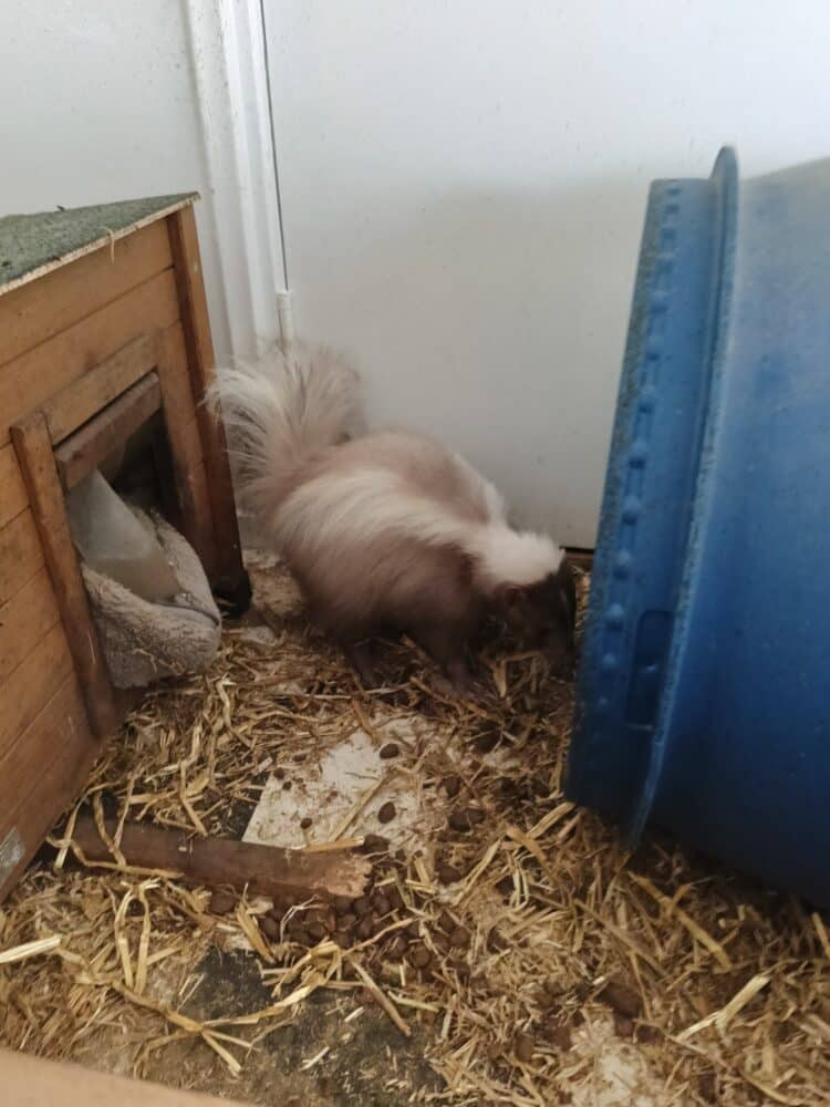 a skunk on deep litter