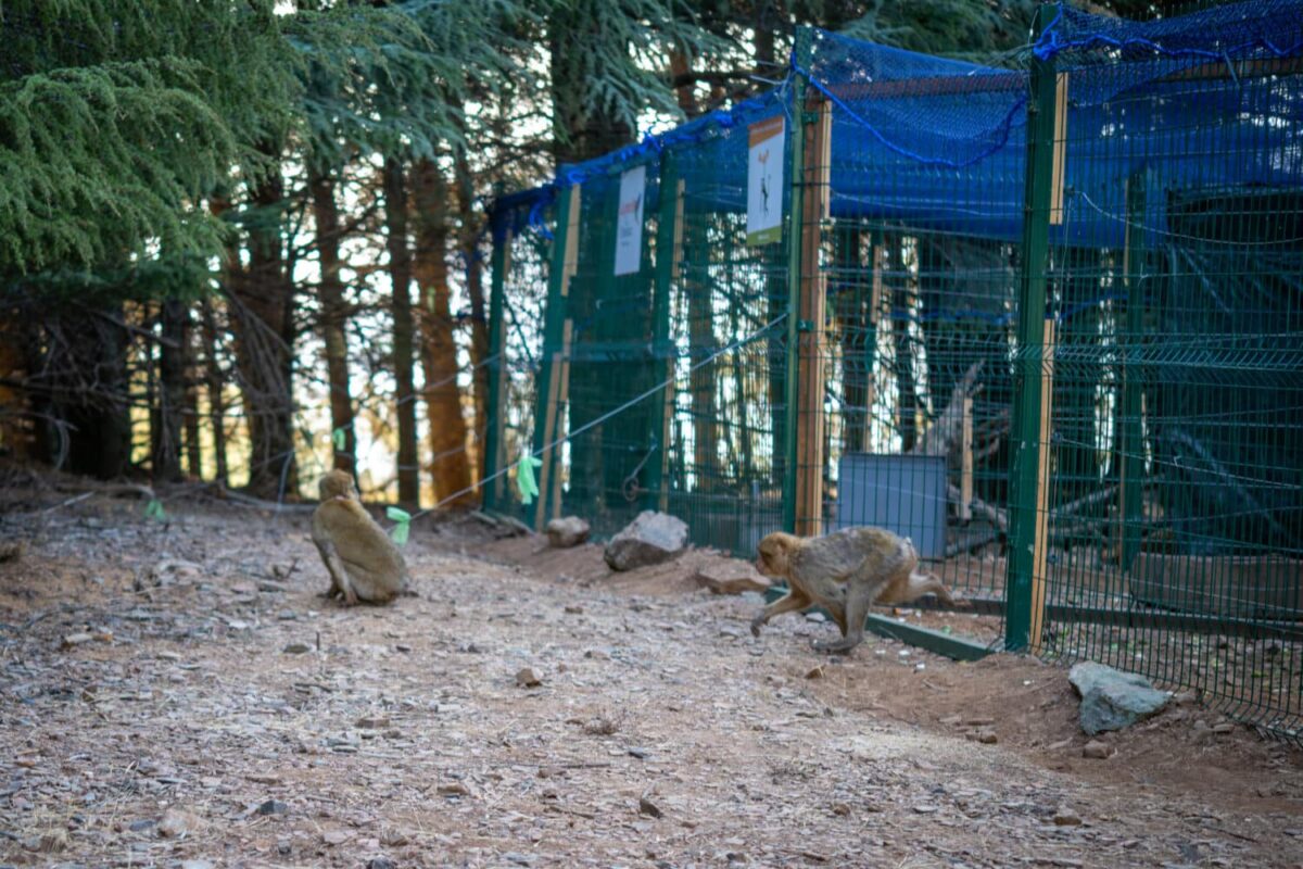 wooded area with an enclosure and Barbary macaques.