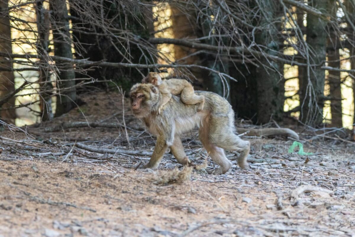 A Barbary macaque with a baby on its back.