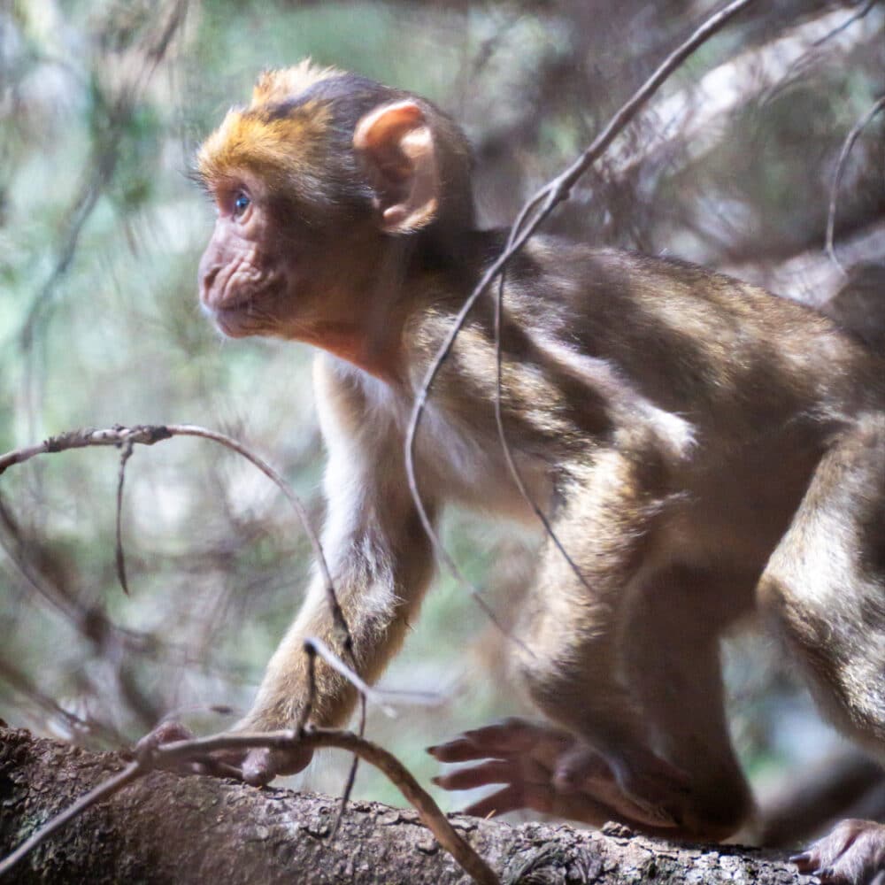 Young Barbary macaque in tree