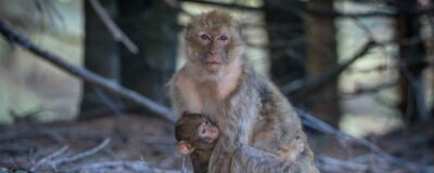 Barbary macaque holding a juvenile