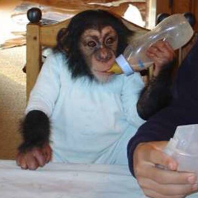 Chimpanzee in a dress drinking from a bottle.