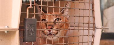 caracal in a transport crate