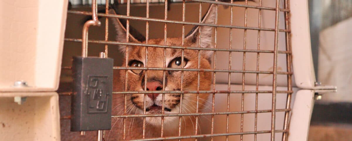 caracal in a transport crate