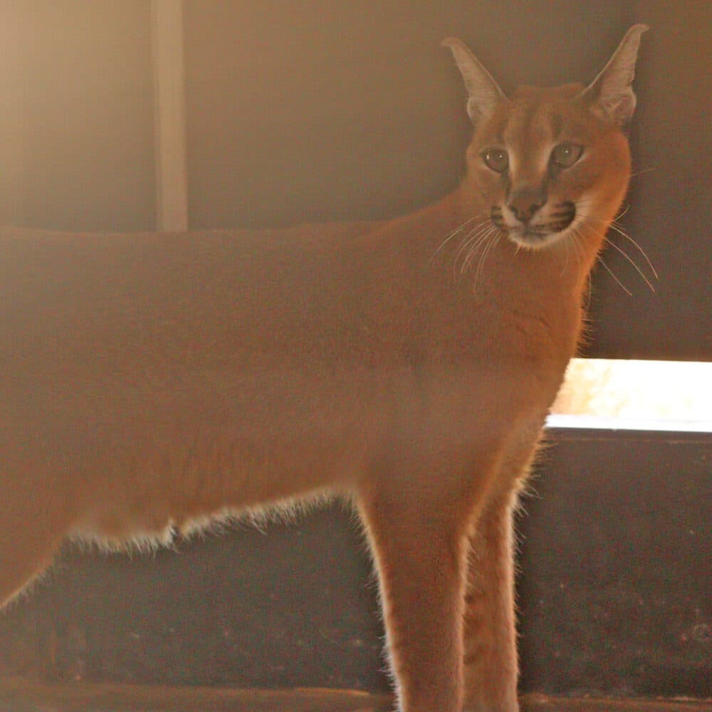 Caracal