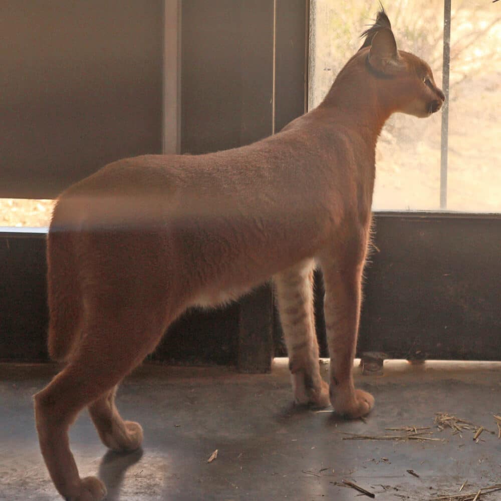 Caracal