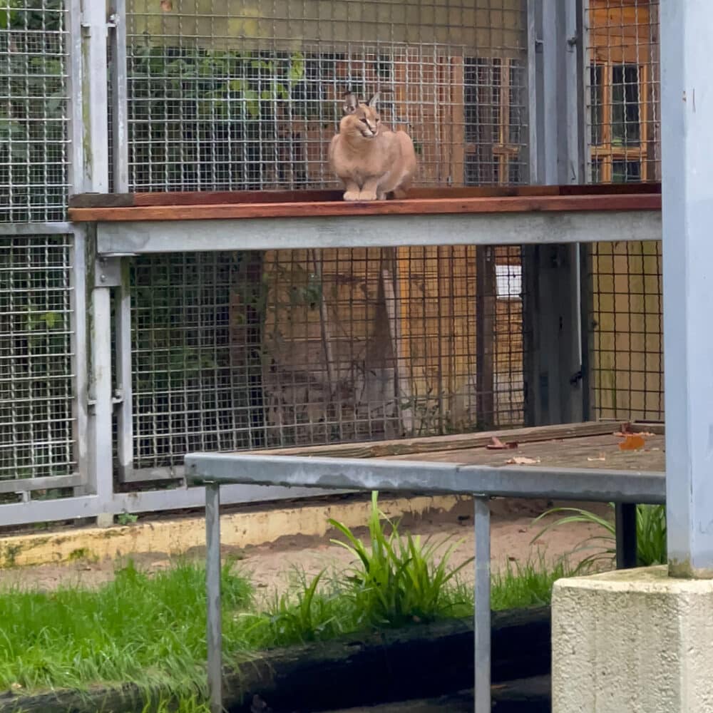 Caracal in an enclosure
