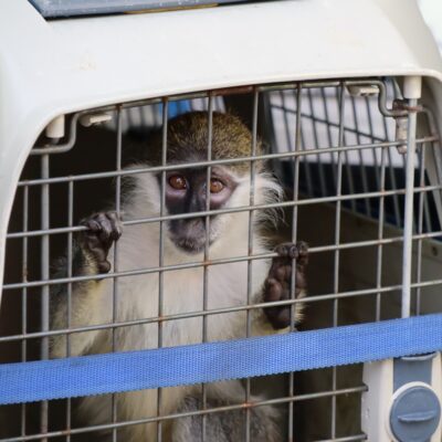 Green grivet monkey in a transport crate.