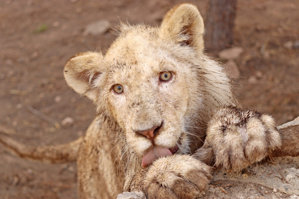 Lion cub covered in mud