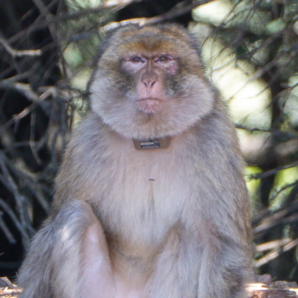 Barbary macaque with a tracker.