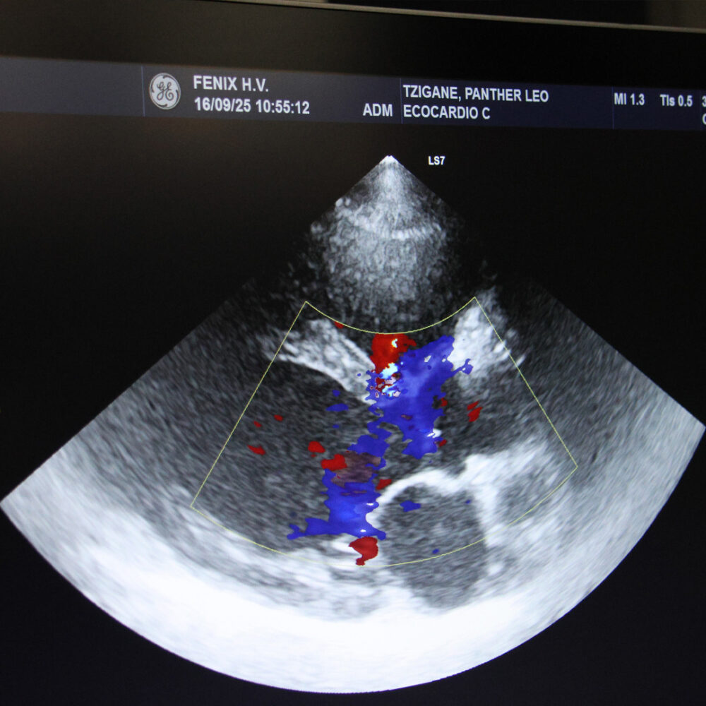 Echo of lion cub's heart