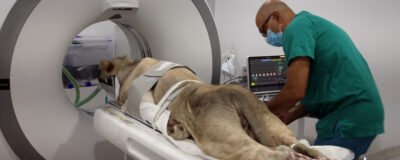 A lion is going into a CT scanner