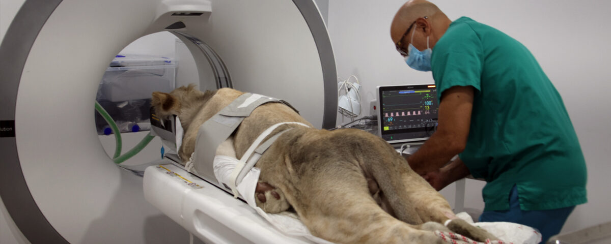 A lion is going into a CT scanner