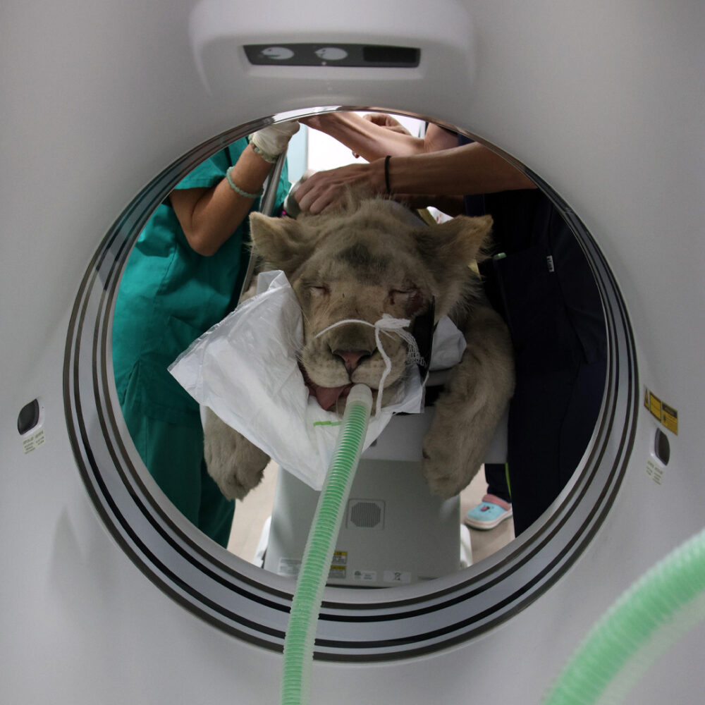 Lion cub in a CT-scan