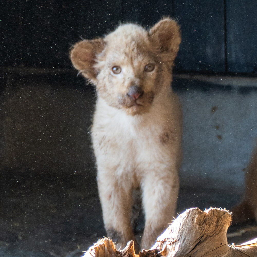 Little lion cub with a drooping ear