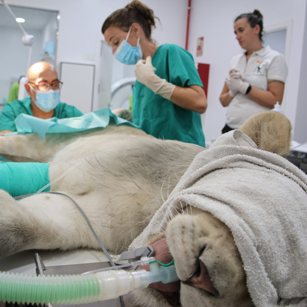 Lion cub on a operating table with doctors in the background
