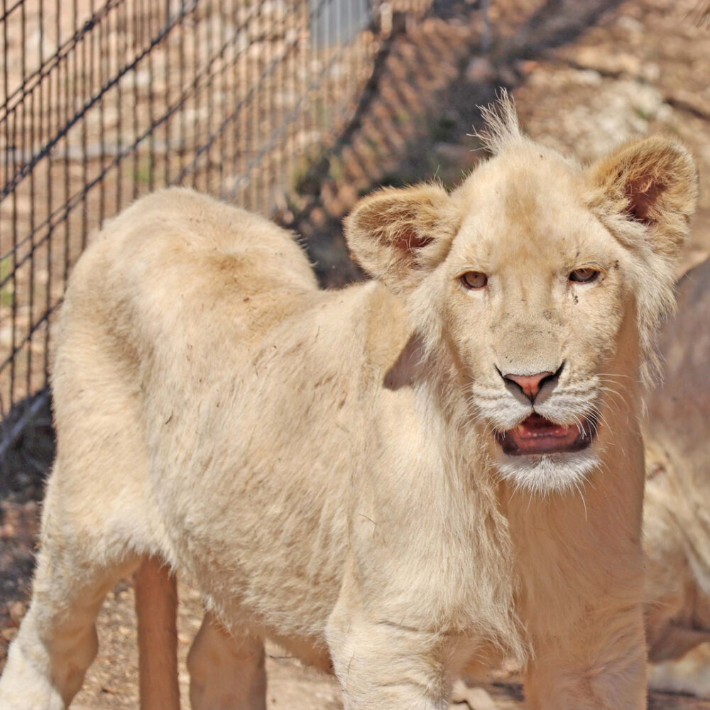 Lion cub in front of a fence, with a drooping ear.