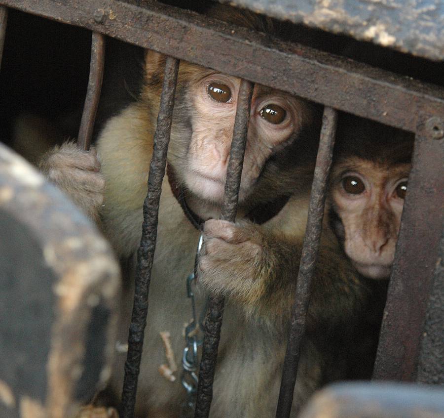 Two Barbary macaques in a cage
