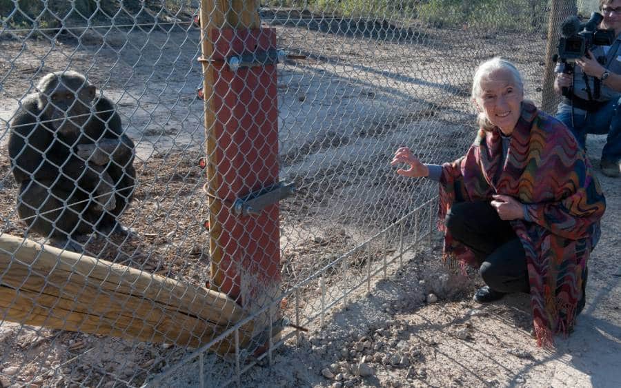 Woman sitting beside a fence and chimpanzee