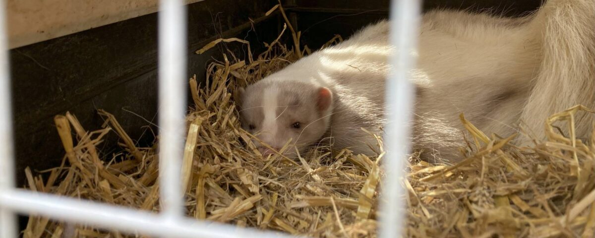 Striped skunk in a transport crate