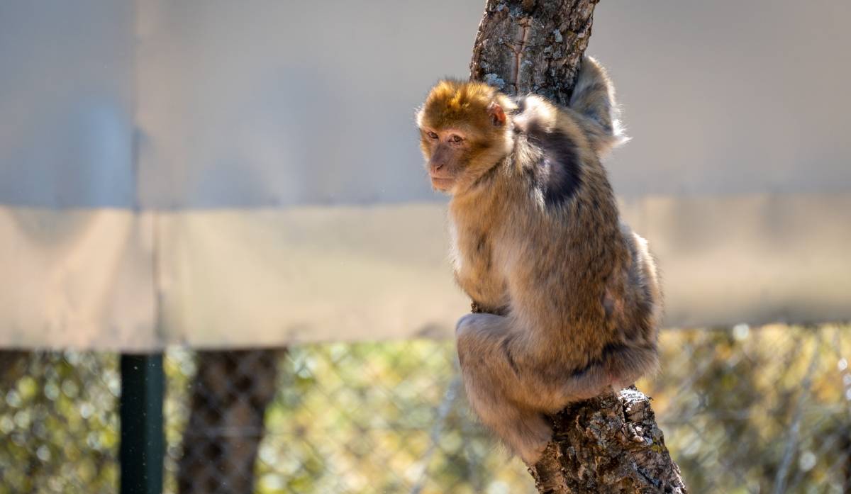 A Barbary macaque climbing a tree