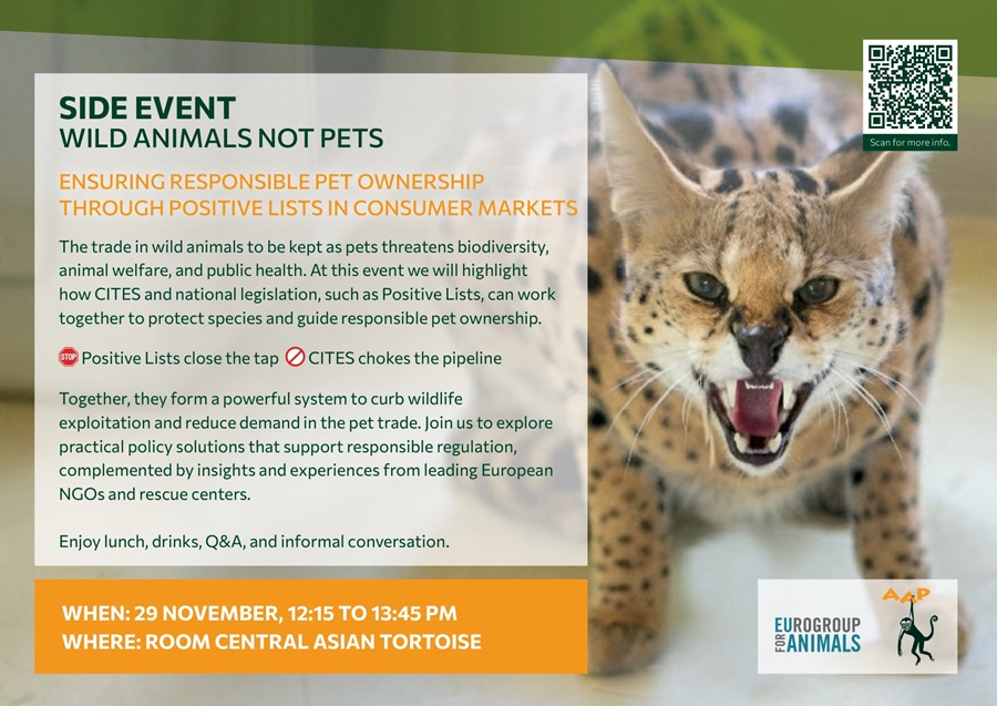 invitation with serval in the background