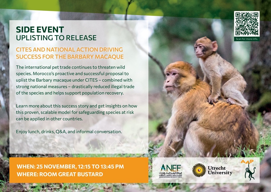 Invitation with Barbary macaques in the background.