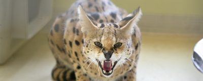 Serval hissing