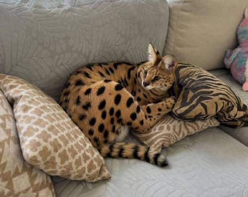 Serval laying on a couch.