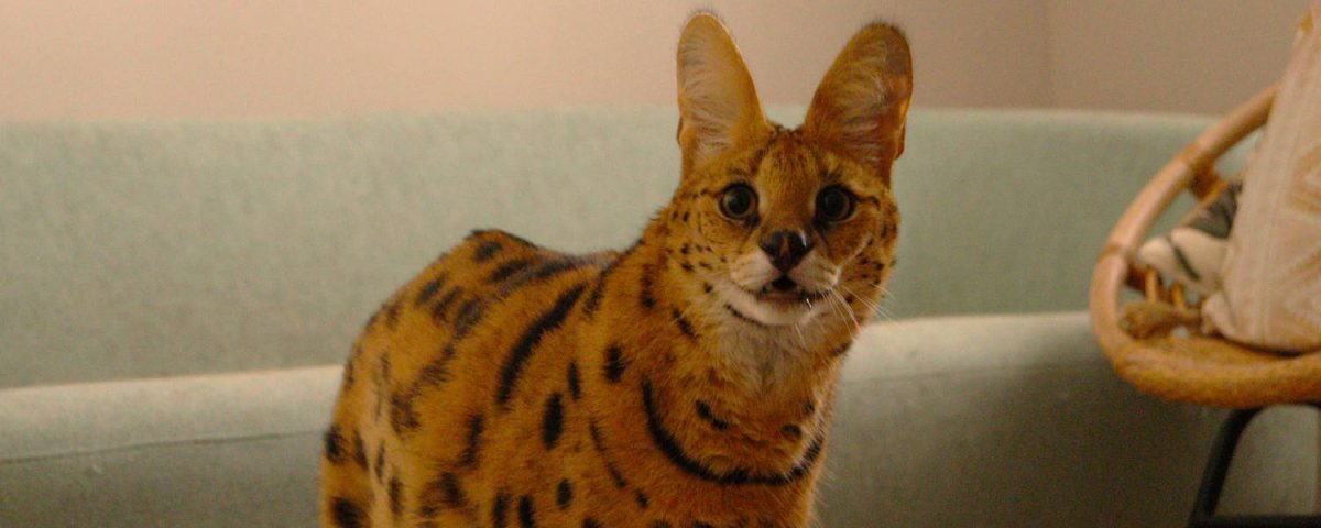 A serval looking in the camera, a couch in the background.