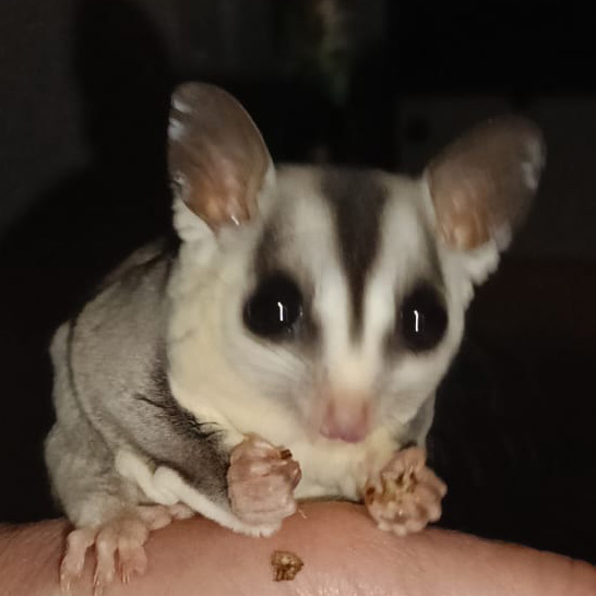 A sugar glider sitting on a finger.