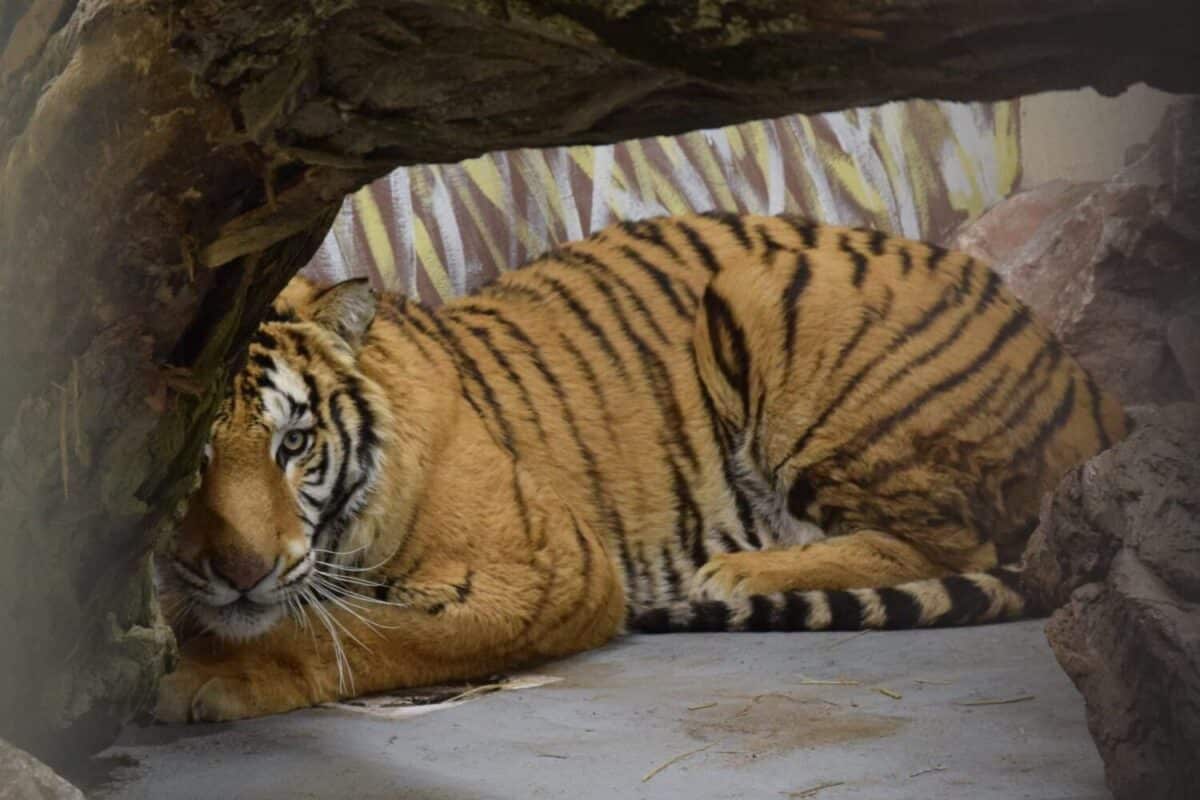A tiger hiding behind an object.