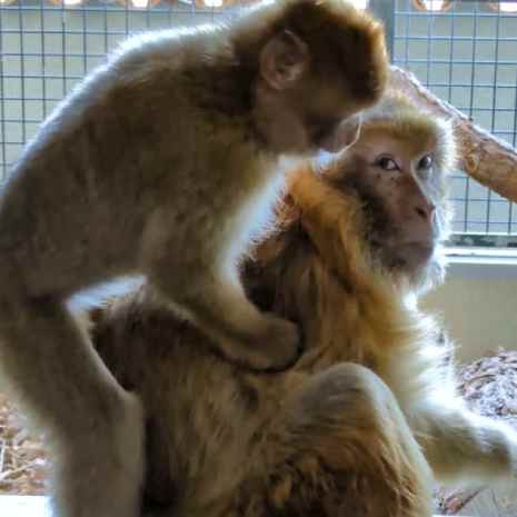Two Barbary macaques.
