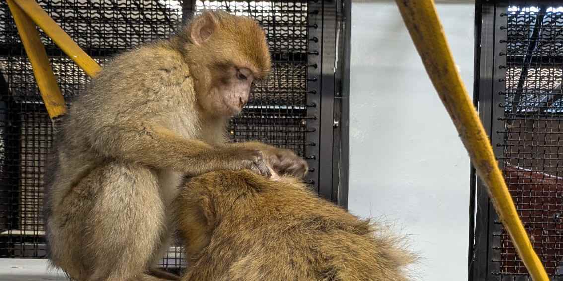 A Barbary macaque grooms another.