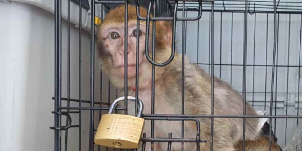 Barbary macaque in a cage
