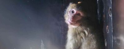 Barbary macaque looking into the camera.