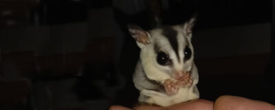 A sugar glider