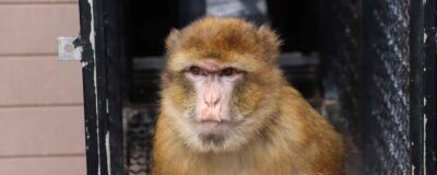 Barbary macaque with a runny nose