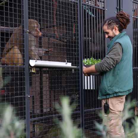 Animal caretaker giving food to a primate.