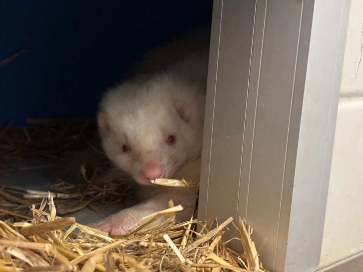 A skunk looking around the corner