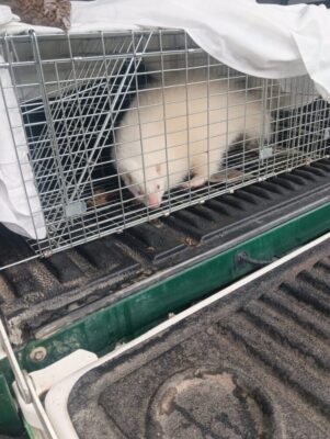 A skunk in a trap cage