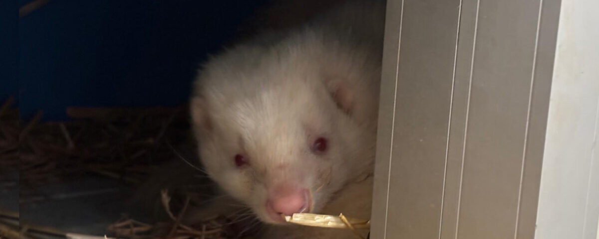 A skunk looking around a corner