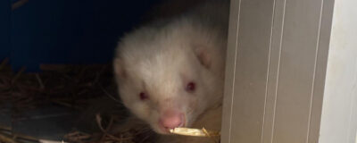 A skunk looking around a corner