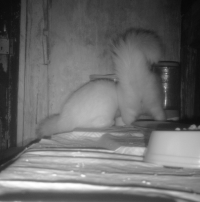 Two skunks on a night vision camera