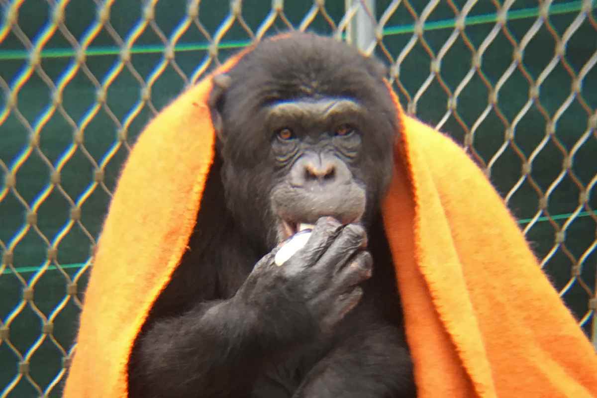 Chimpanzee under a blanket.