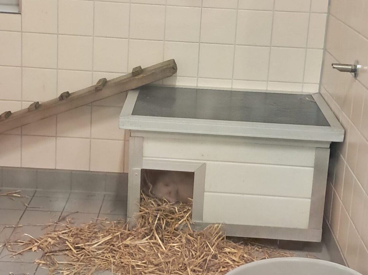 A skunk in a little house in a tiled room.